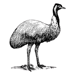 Emu Ai