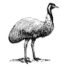 Emu Ai