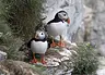 Meet your Puffin!